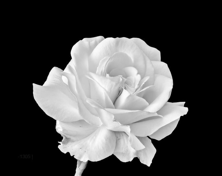 زهرة أحادية اللون: وردة بيضاء على حجر السج - لوحة جدارية عصرية بدون إطار