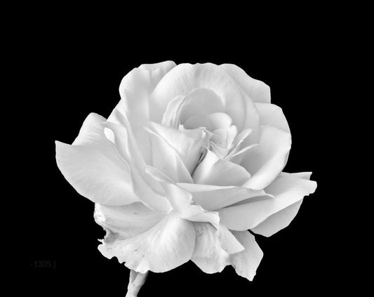 زهرة أحادية اللون: وردة بيضاء على حجر السج - لوحة جدارية عصرية بدون إطار