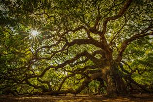 شجرة البلوط العتيقة للحياة: مظلة غارقة بأشعة الشمس – لوحة جدارية عصرية بدون إطار